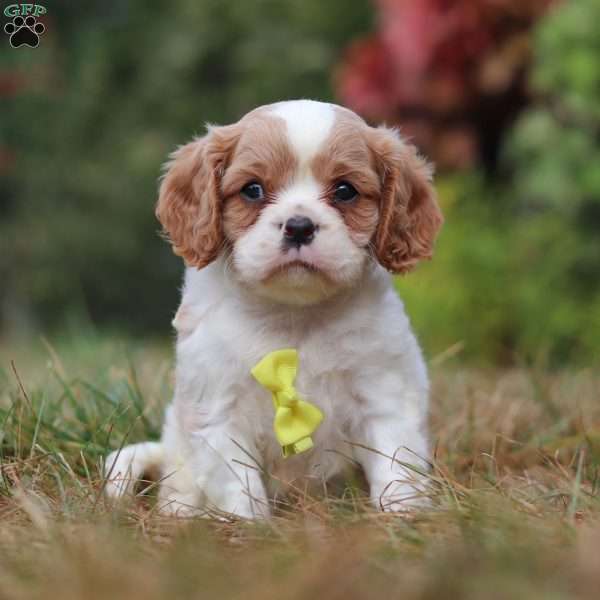 TJ, Cavalier King Charles Spaniel Puppy